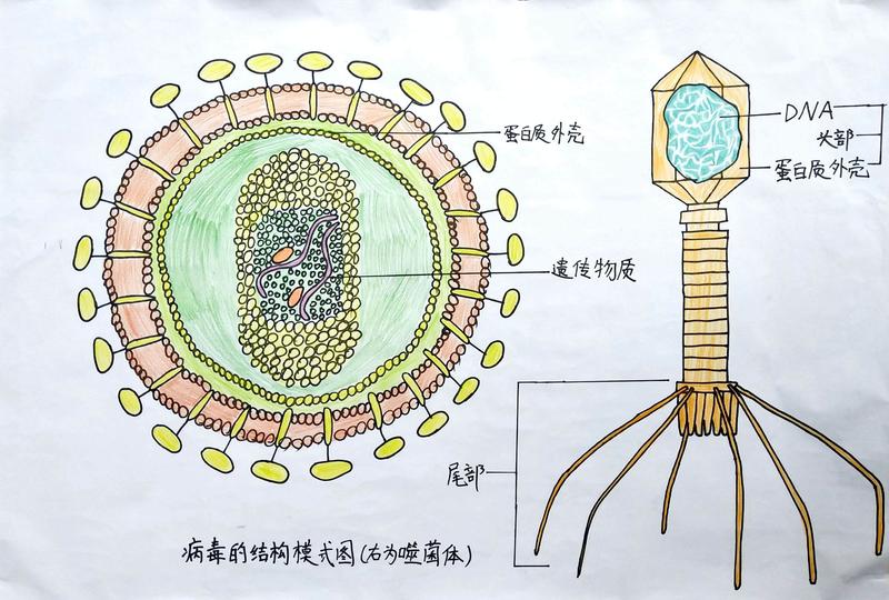 八年级上册——病毒的结构