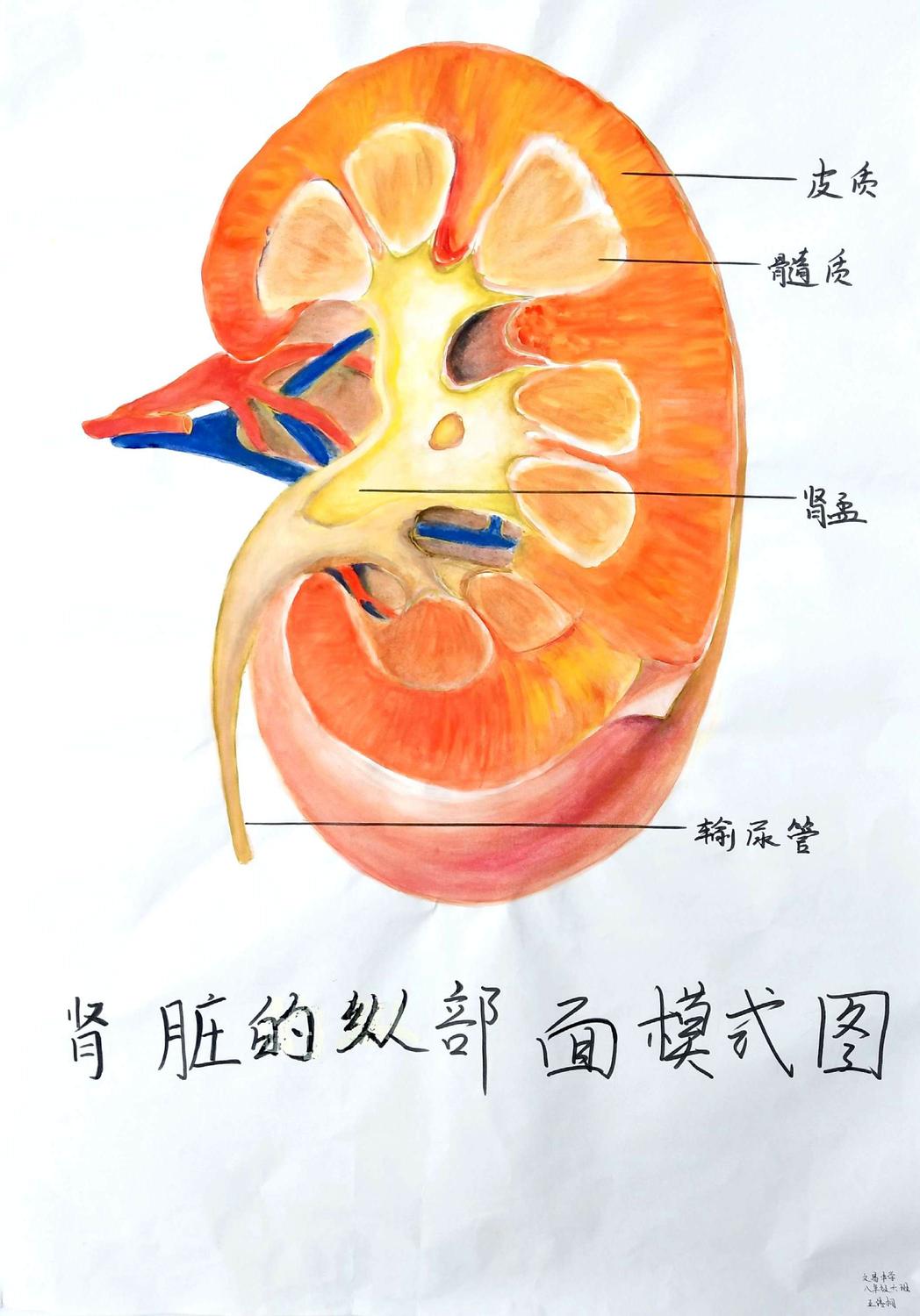 七年级下册——肾脏的结构