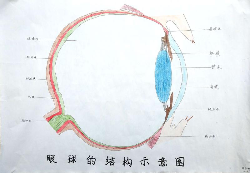 植物细胞结构示意图      七年级下册——感觉器官结构简图 1,眼球的